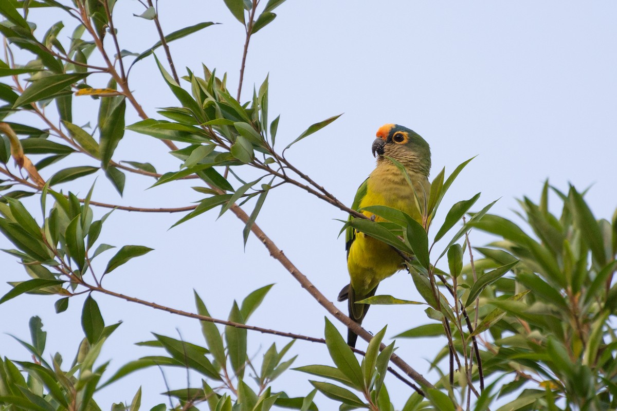 Peach-fronted Parakeet - Marcos Eugênio Birding Guide