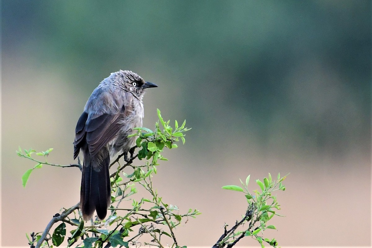 Black-lored Babbler (Sharpe's) - ML474099211