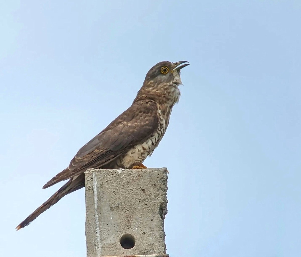 Common Hawk-Cuckoo - Michael Hoit