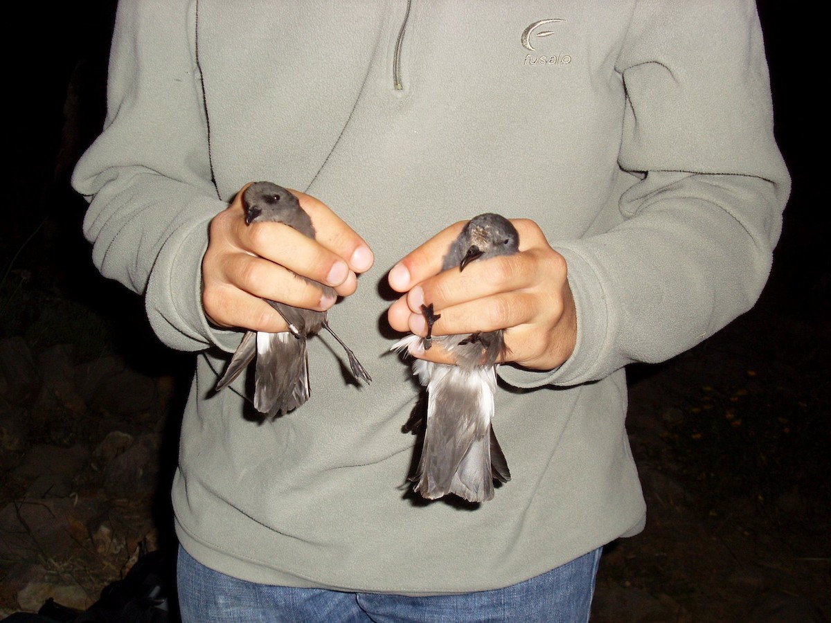 Band-rumped Storm-Petrel - Guillaume Réthoré