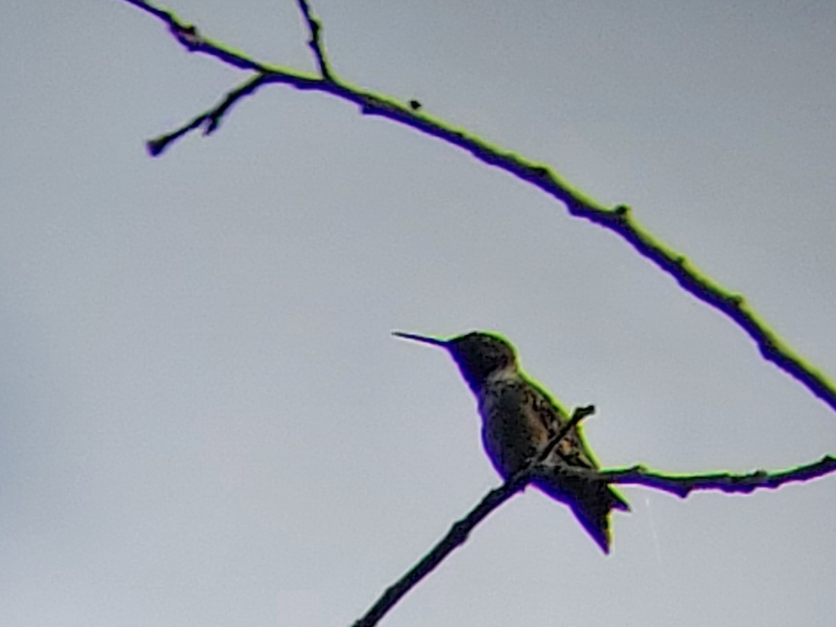 Ruby-throated Hummingbird - ML474103871