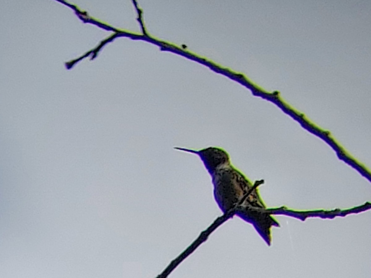 Colibri à gorge rubis - ML474103871