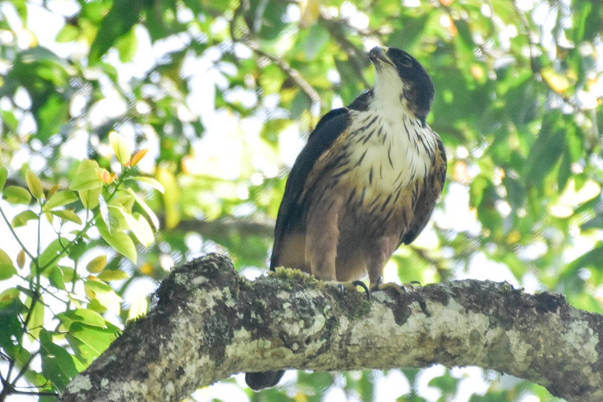 Rufous-bellied Eagle - ML474104611