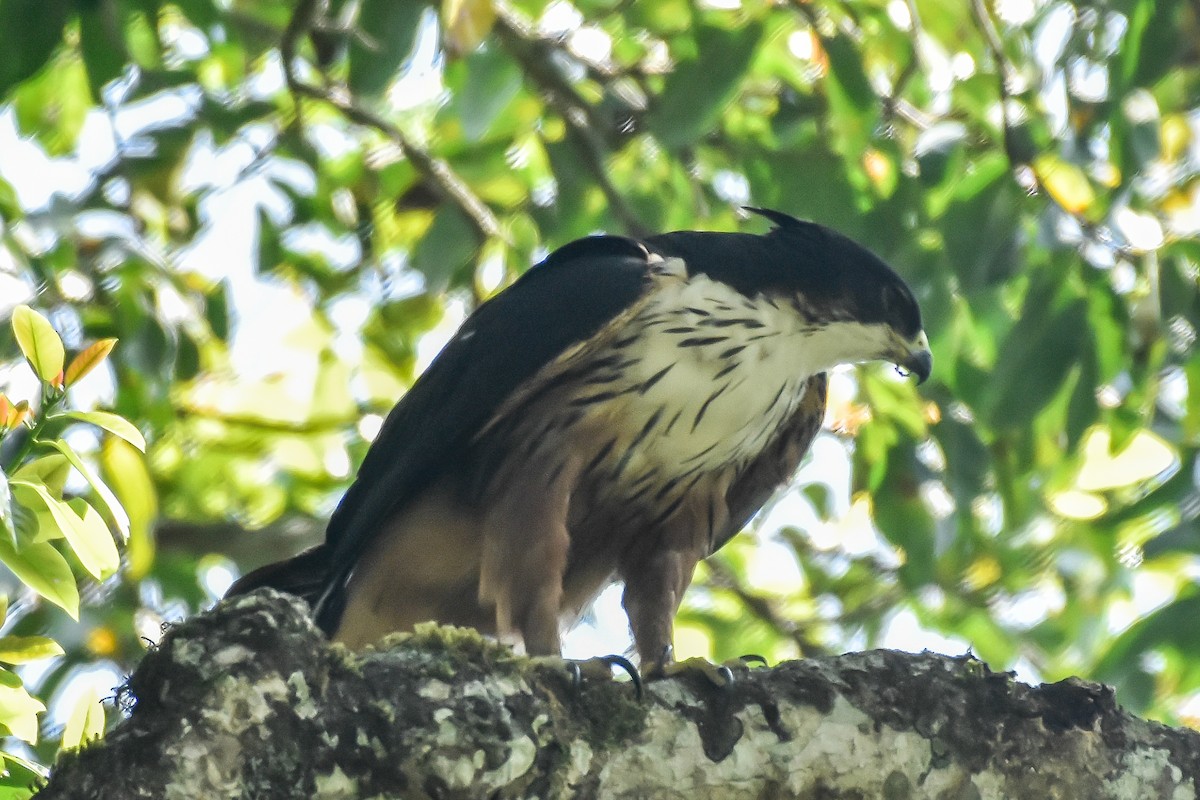 Rufous-bellied Eagle - ML474104811