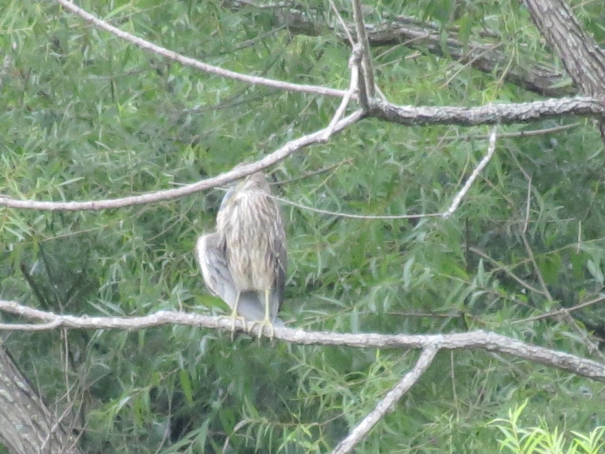 Ногоовор зашин - ML474105281