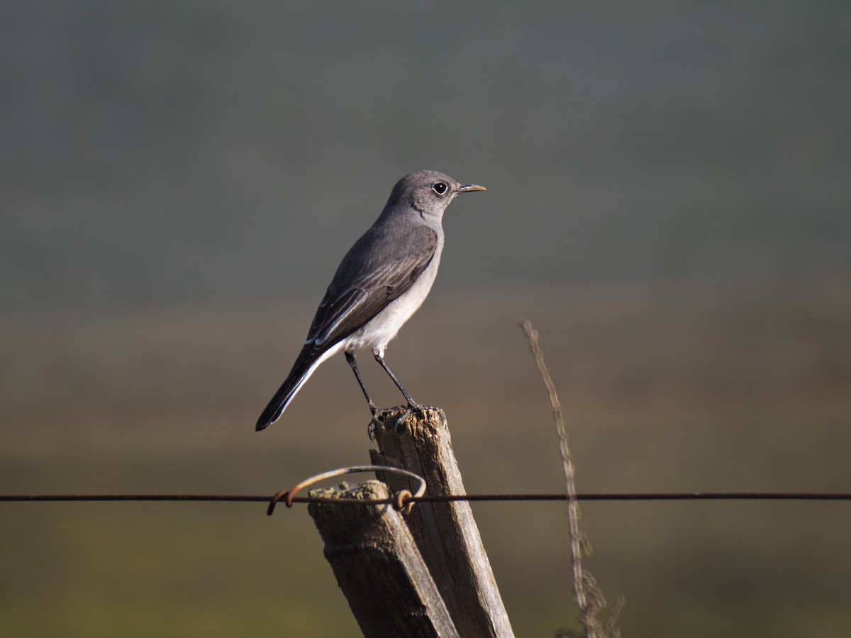 Karoo Chat - Zach V