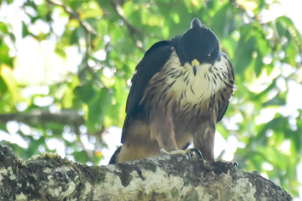 Rufous-bellied Eagle - ML474105701