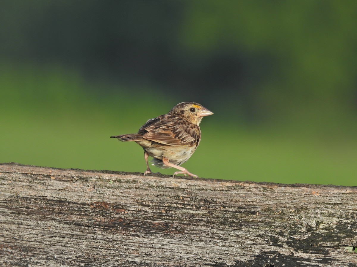 Grasshopper Sparrow - Dennis Utterback