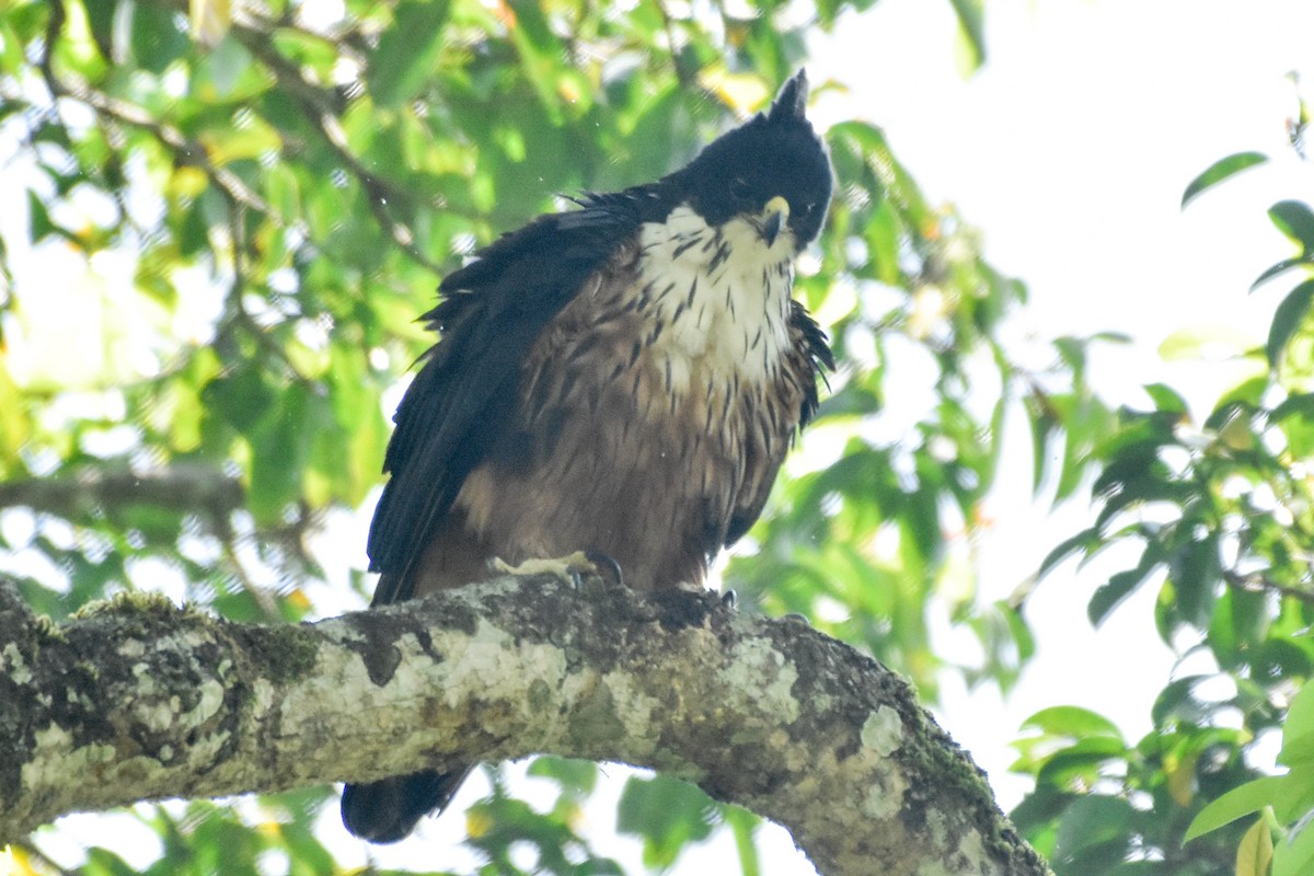 Rufous-bellied Eagle - ML474106061