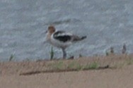 American Avocet - ML474107081