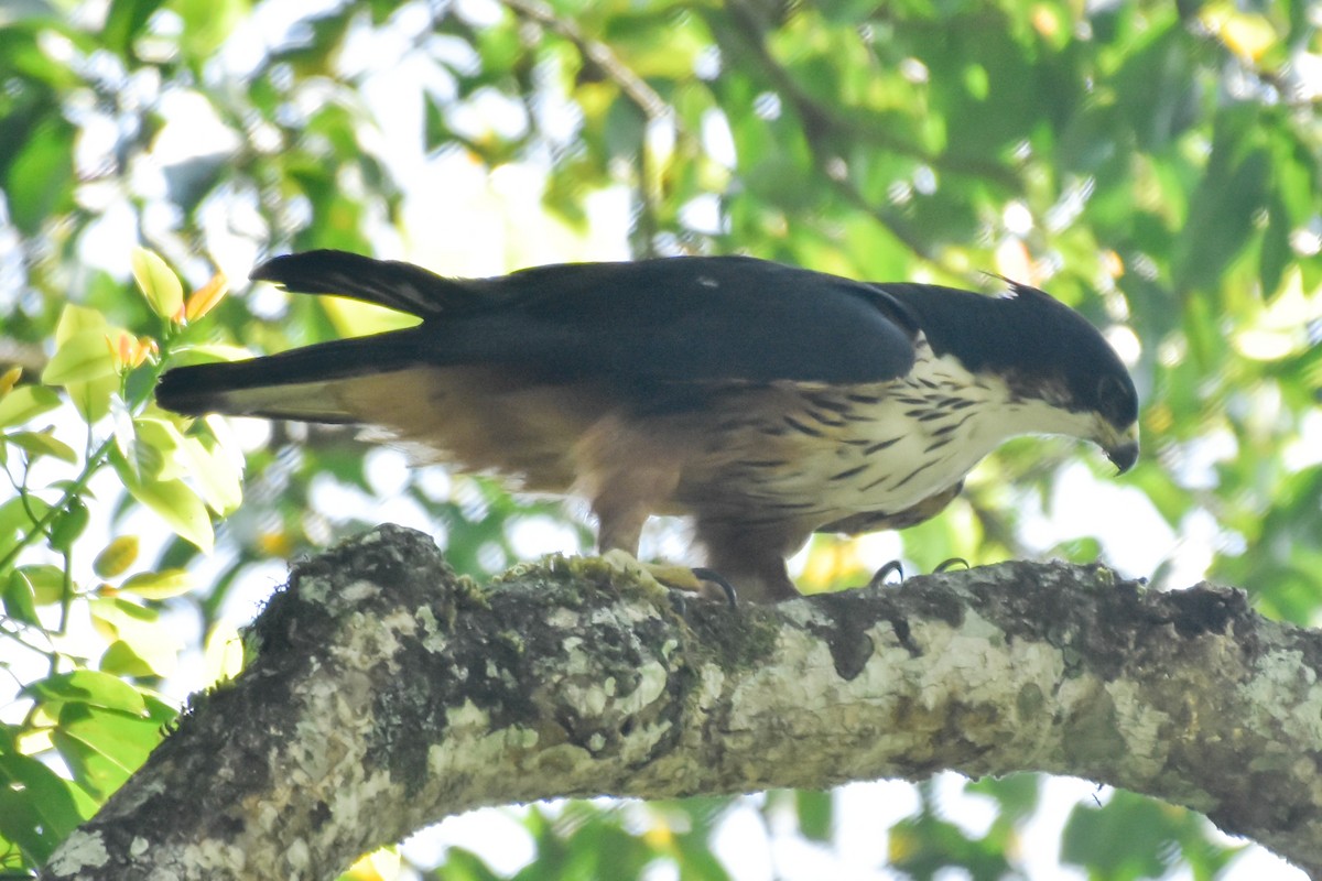 Rufous-bellied Eagle - ML474108401