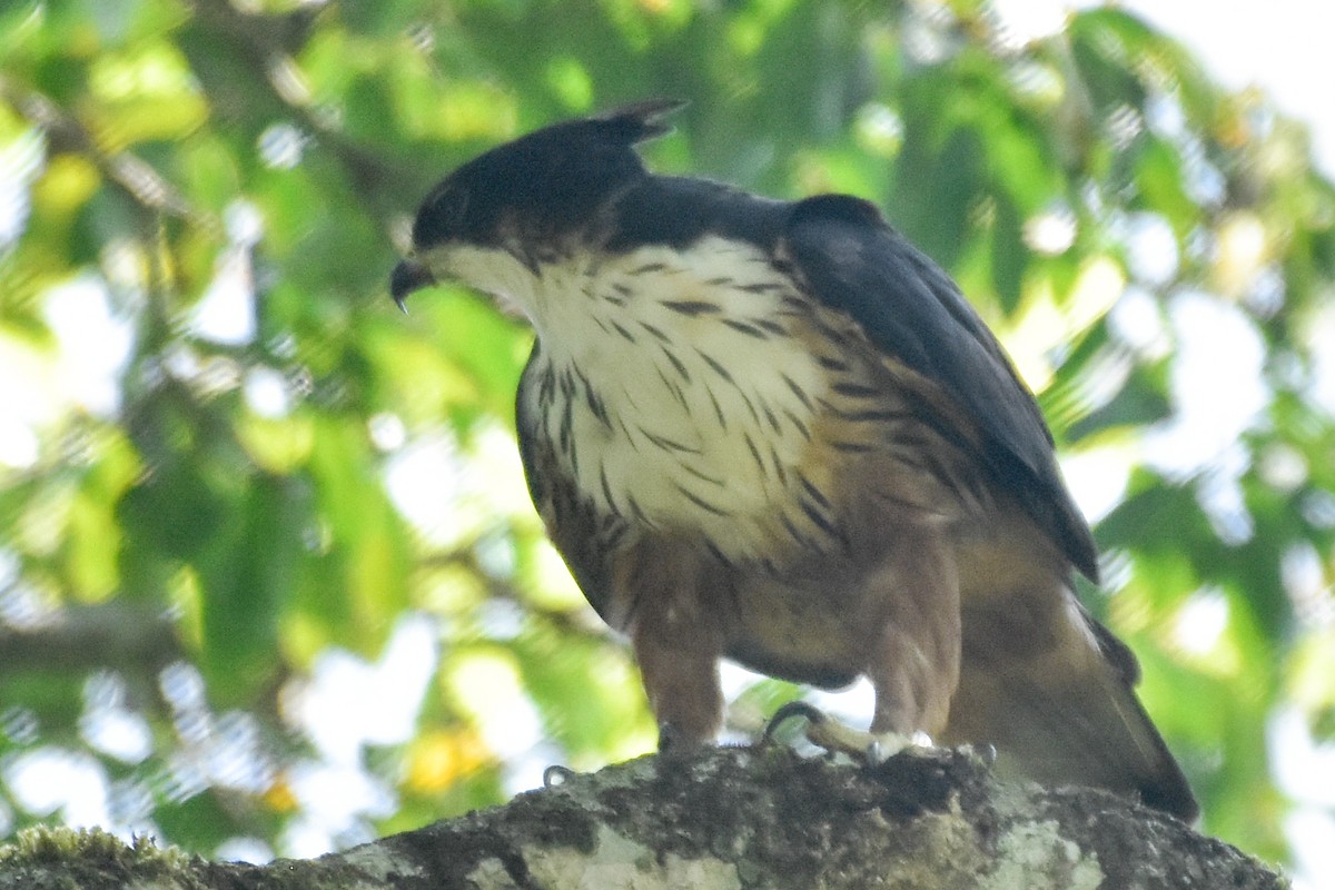 Rufous-bellied Eagle - ML474108411