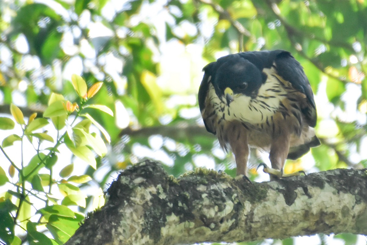 Rufous-bellied Eagle - ML474108941