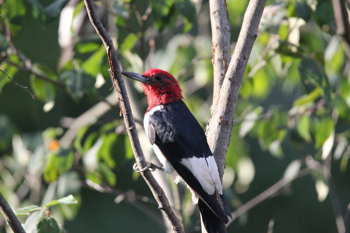 Red-headed Woodpecker - Noah Saari