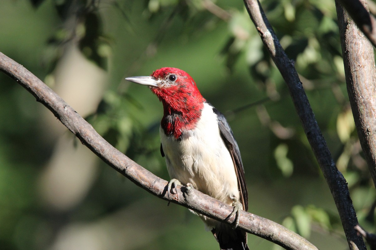 Red-headed Woodpecker - Noah Saari