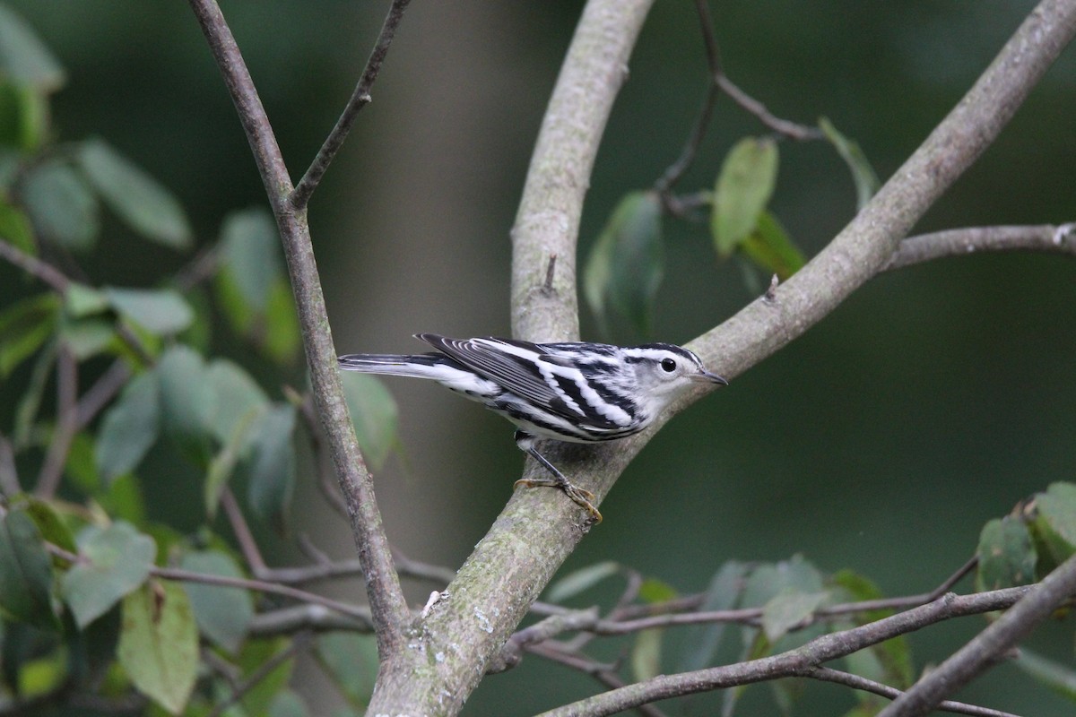 Black-and-white Warbler - Noah Saari