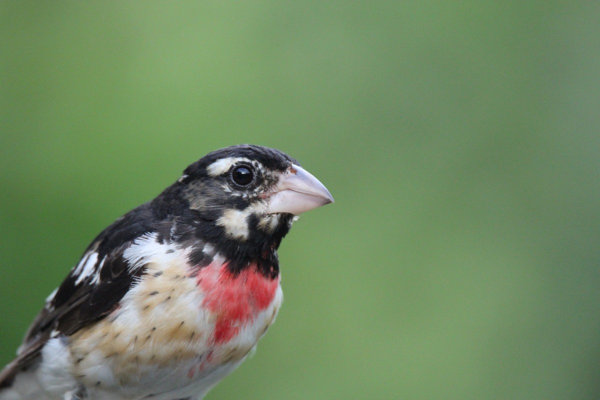 Rose-breasted Grosbeak - Noah Saari