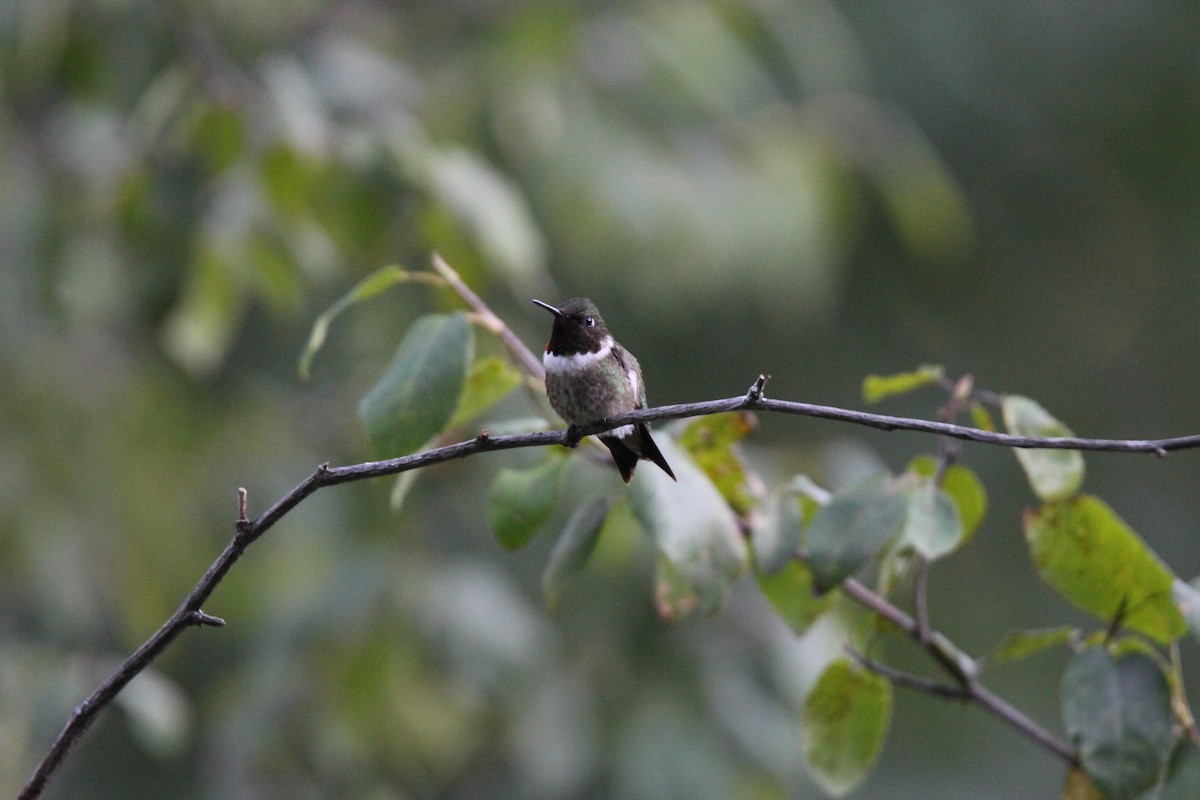 Ruby-throated Hummingbird - Noah Saari