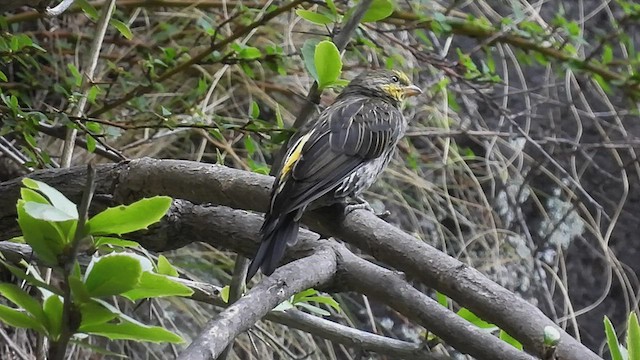 Yellow-rumped Honeyguide - ML474111211