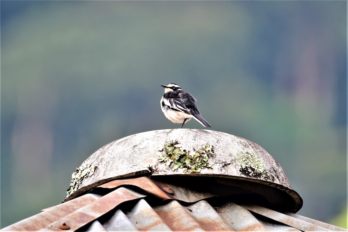 African Pied Wagtail - ML474111591