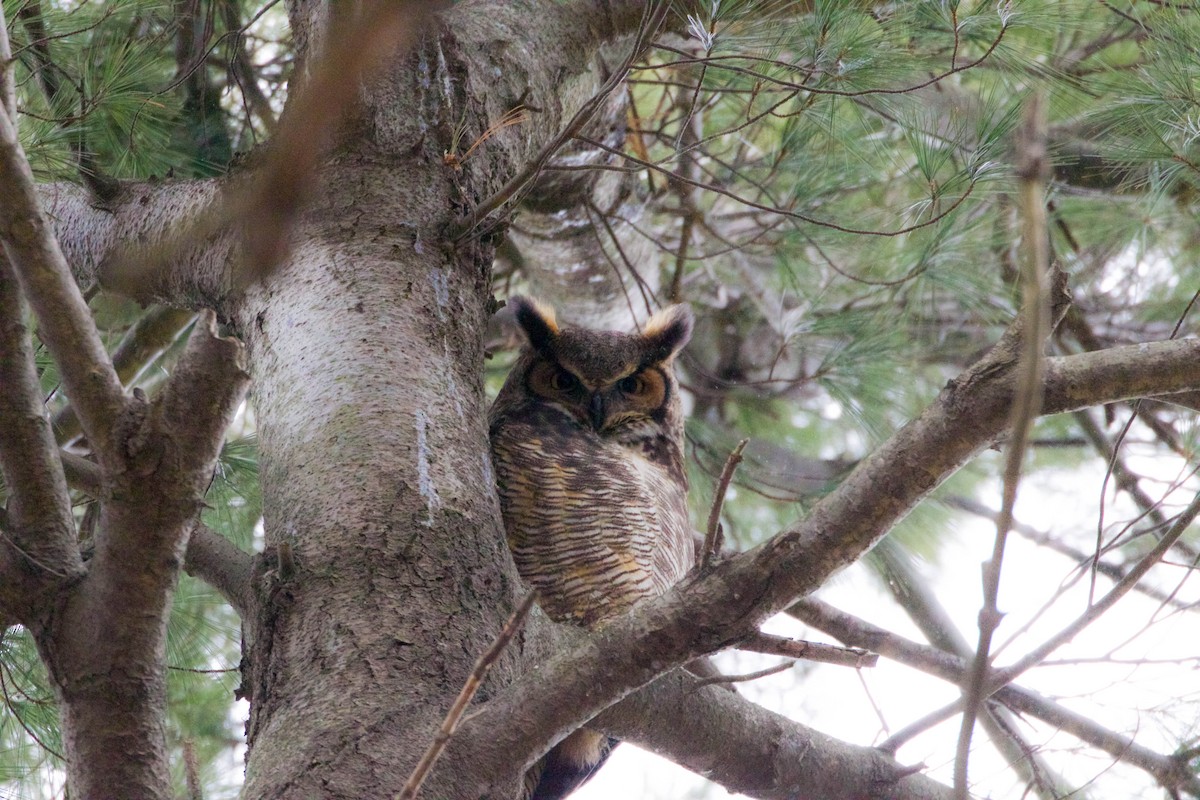 Great Horned Owl - Meaghan Sinclair