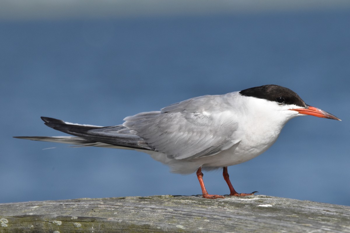 Common Tern - Michael Friedman