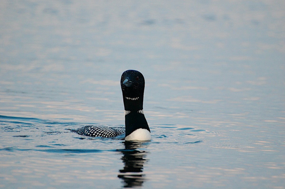 Common Loon - ML47411491