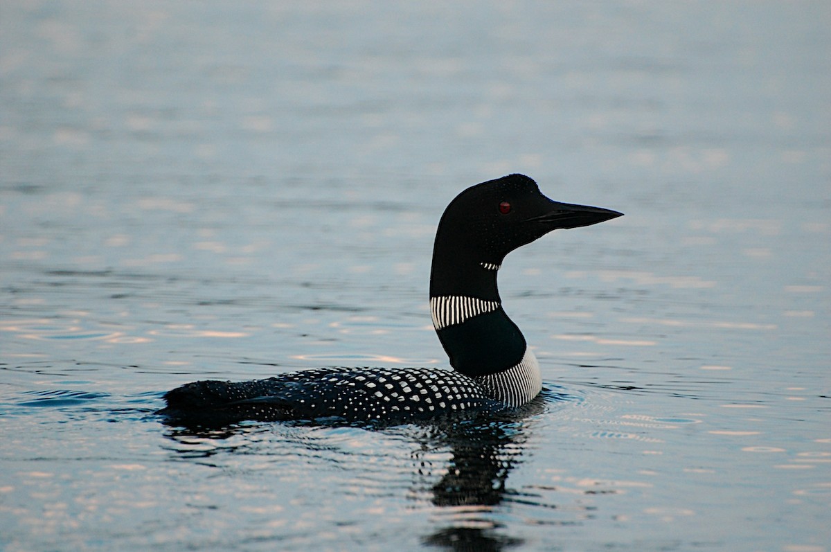 Common Loon - ML47411501