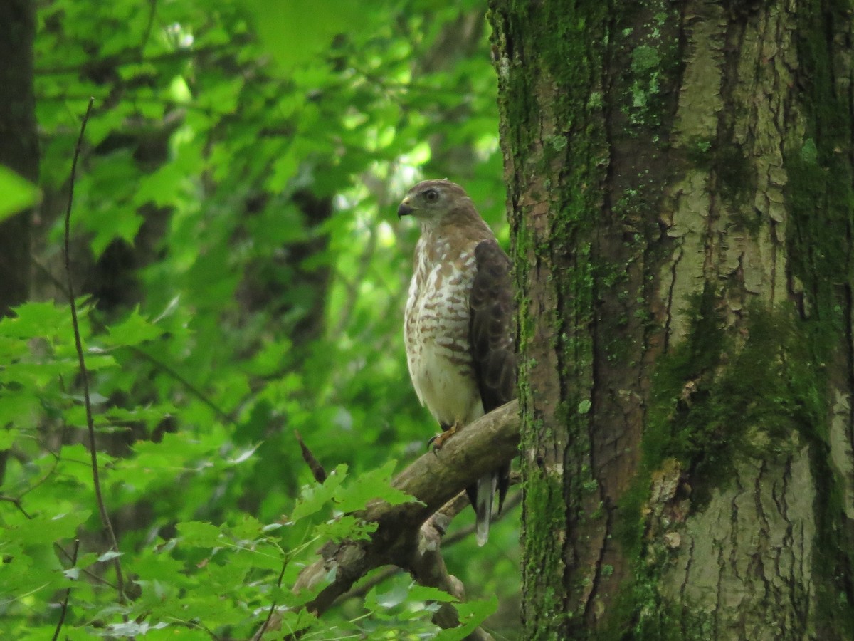 Broad-winged Hawk - ML474116011