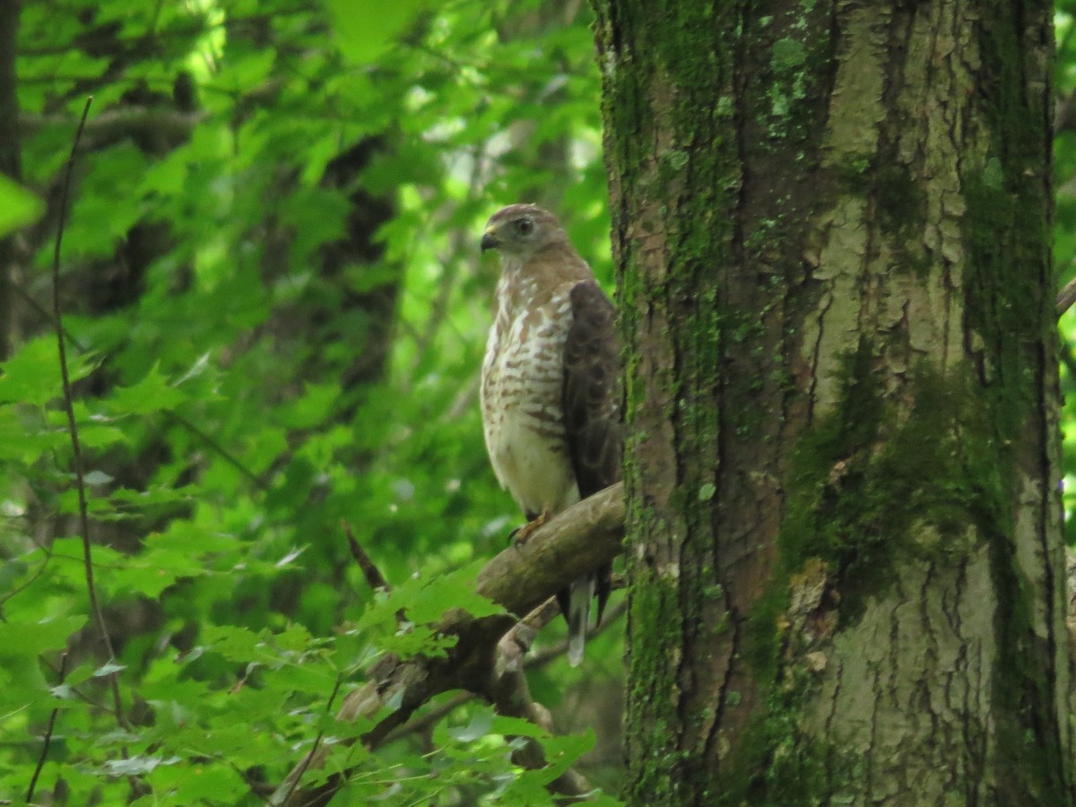 Broad-winged Hawk - ML474116021