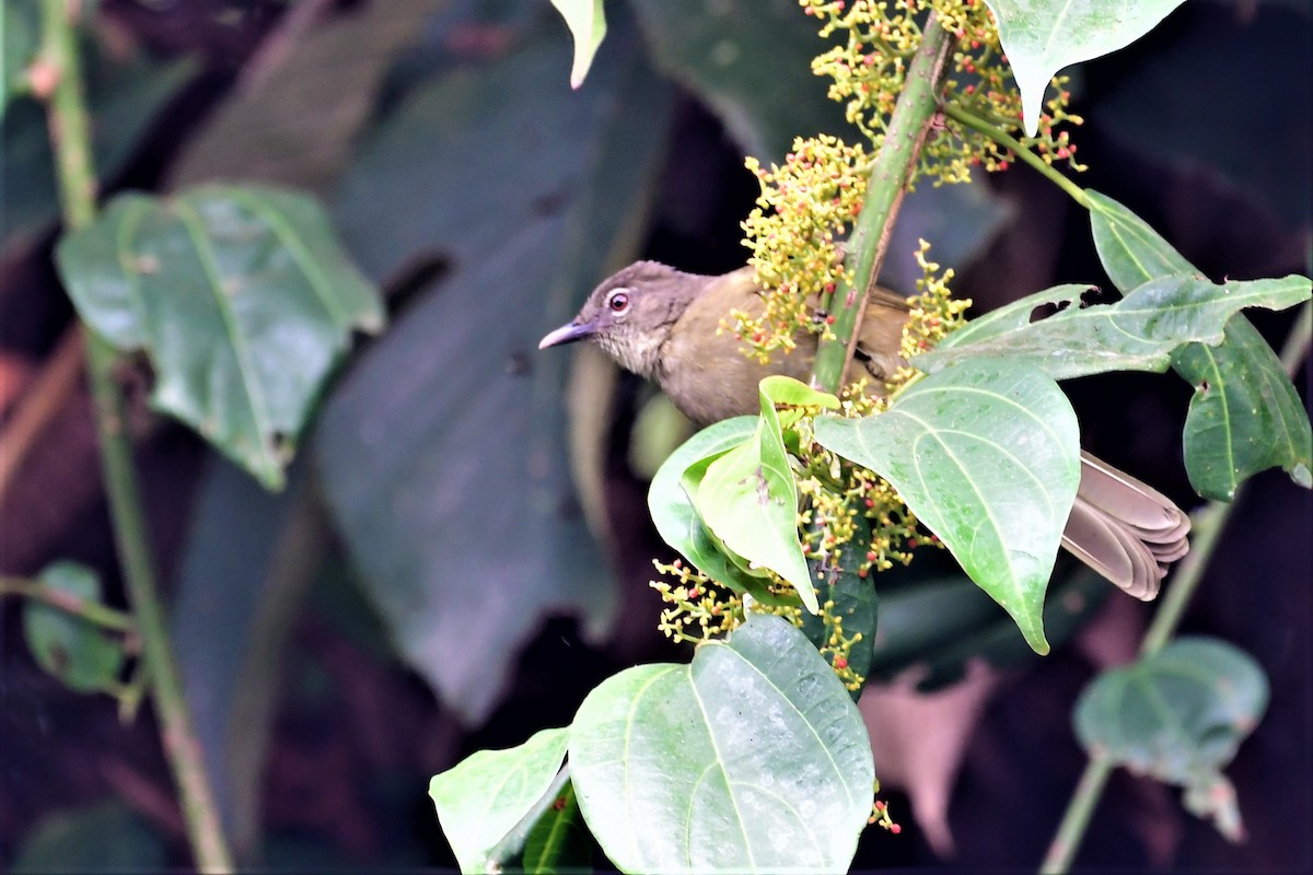 Plain Greenbul (curvirostris) - ML474117081