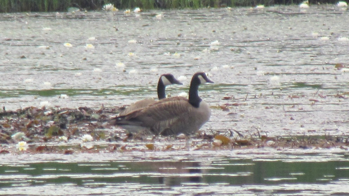 Canada Goose - ML47411771