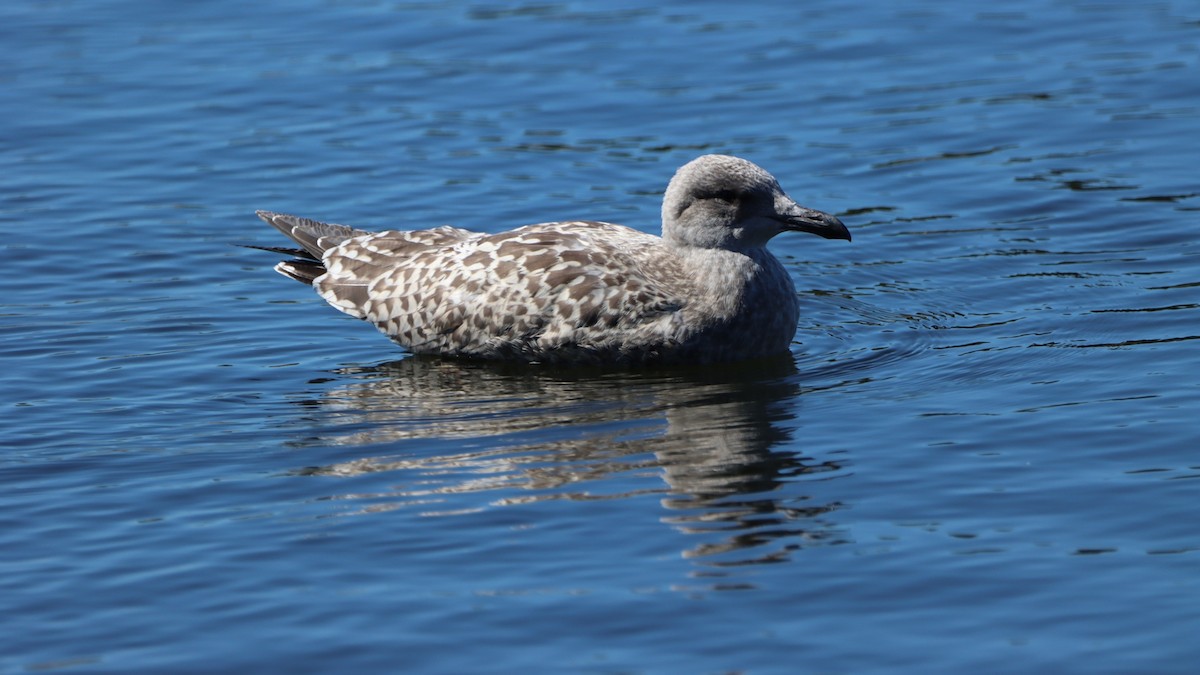 Gaviota Patiamarilla - ML474117751