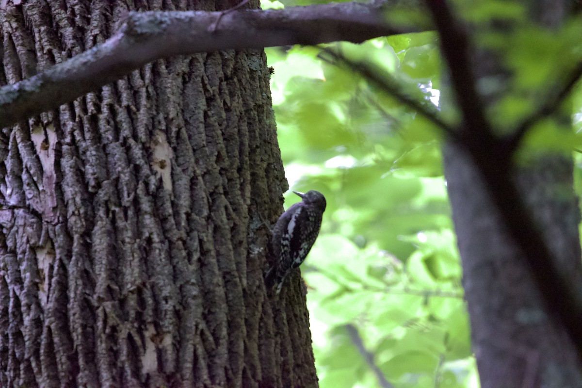 Yellow-bellied Sapsucker - Patrick Colbert Muetterties