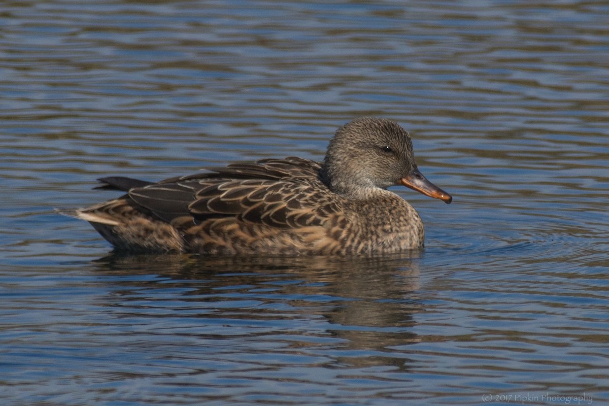Gadwall - Talmadge Pipkin