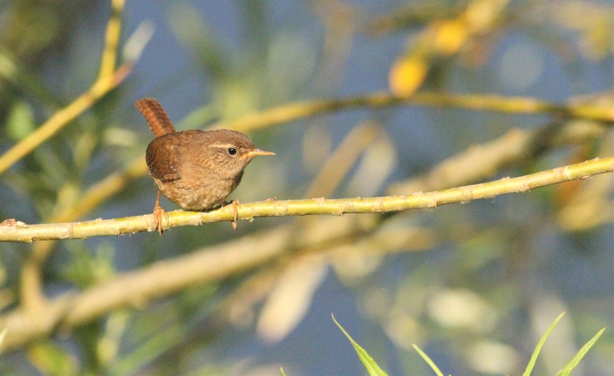 Eurasian Wren - ML474118121