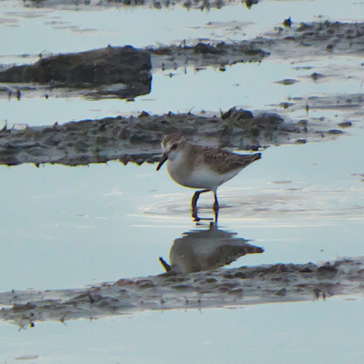 Semipalmated Sandpiper - ML474118191