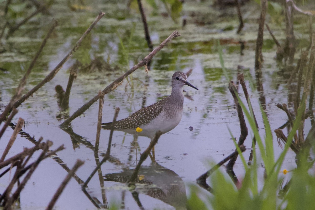 Lesser Yellowlegs - ML474118401