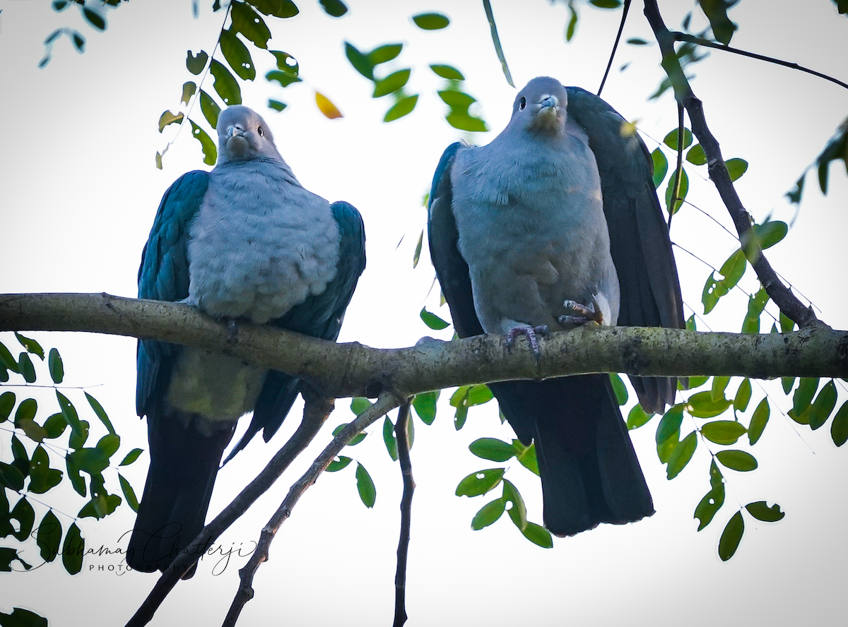Green Imperial-Pigeon - ML474118731