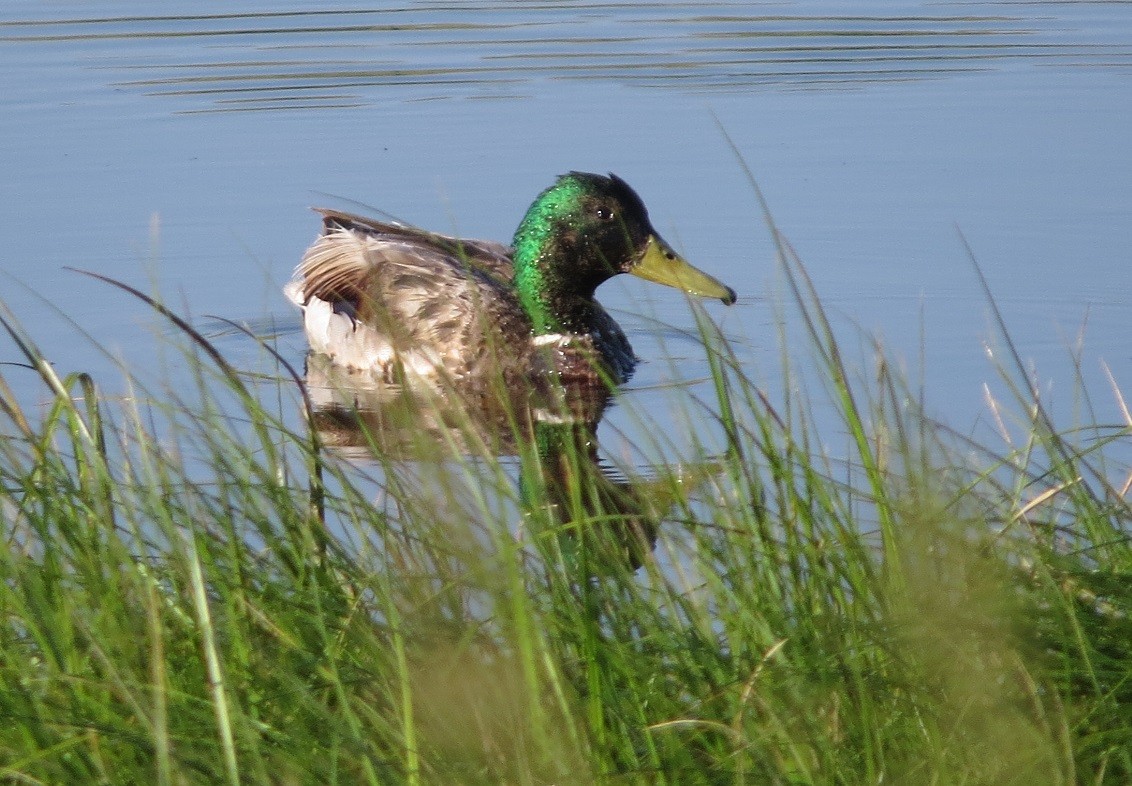 Canard colvert - ML474118761