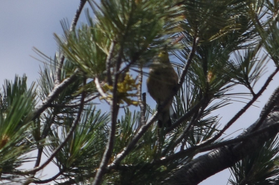 Yellow-rumped Warbler (Audubon's) - ML474121201
