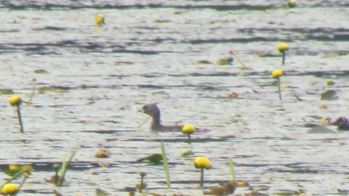 Pied-billed Grebe - Michel Turcot