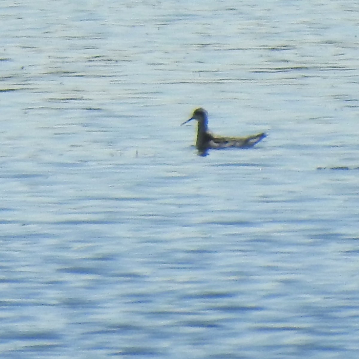 Red-necked Phalarope - Gregg Severson