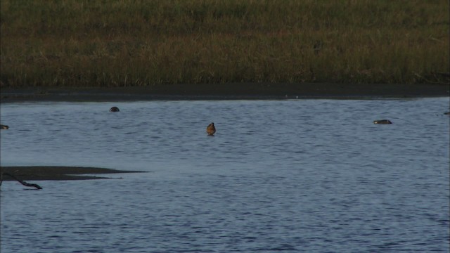 Bar-tailed Godwit (Siberian) - ML474124