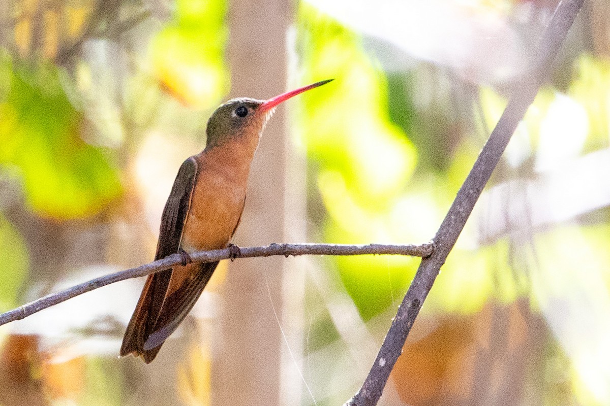 kolibřík ryšavý - ML474124021
