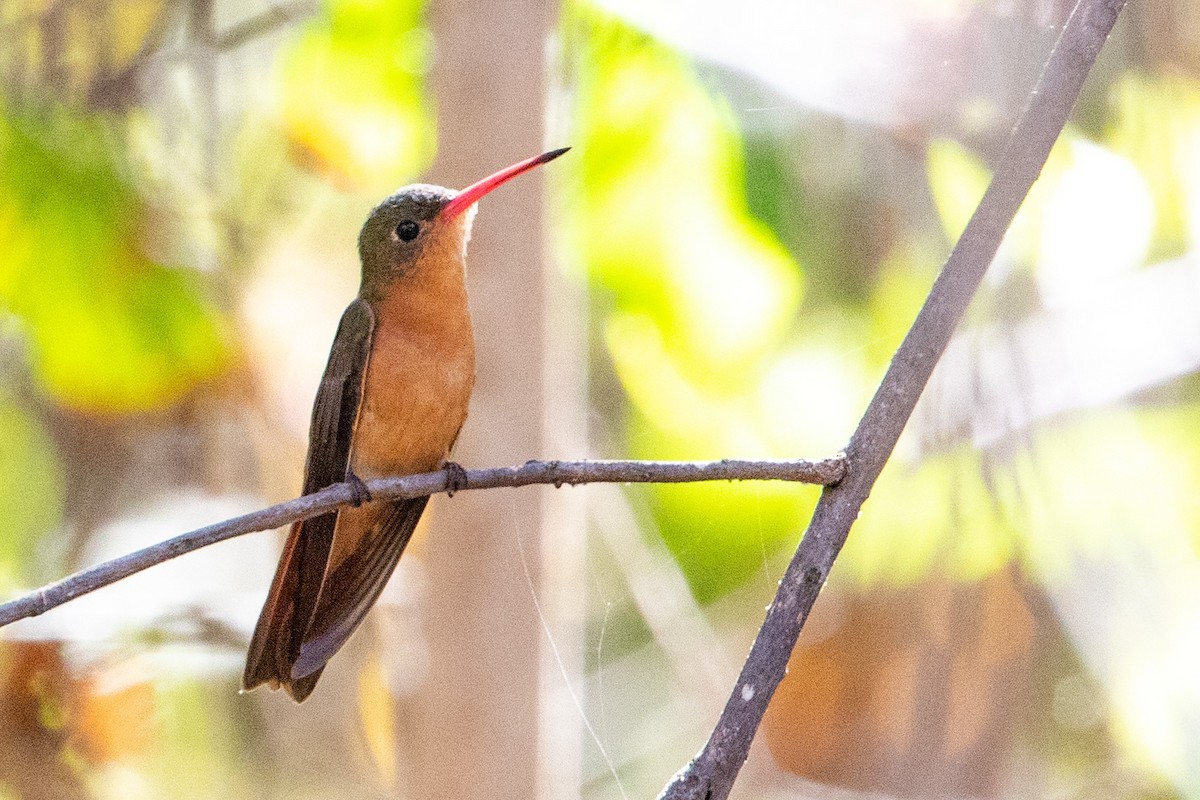 kolibřík ryšavý - ML474124031