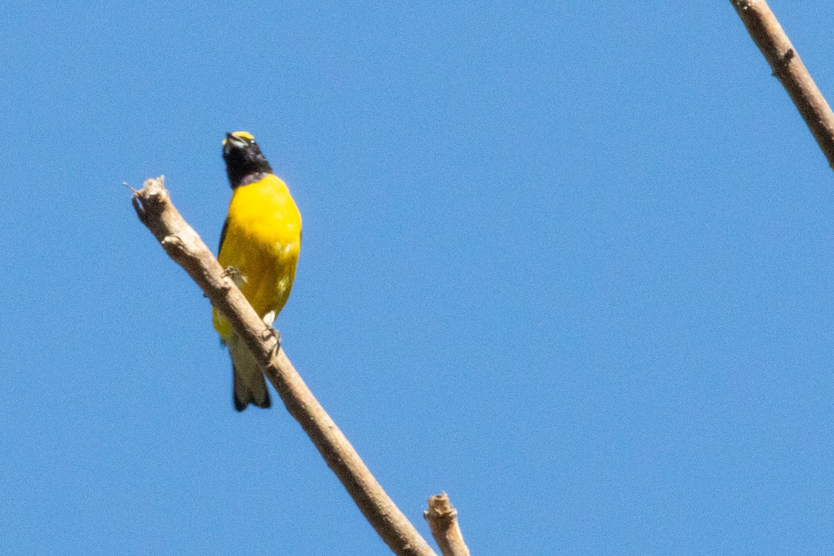 West Mexican Euphonia - ML474124741