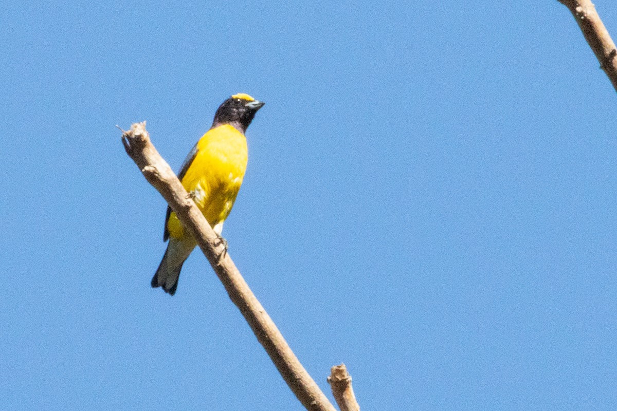 West Mexican Euphonia - ML474124761