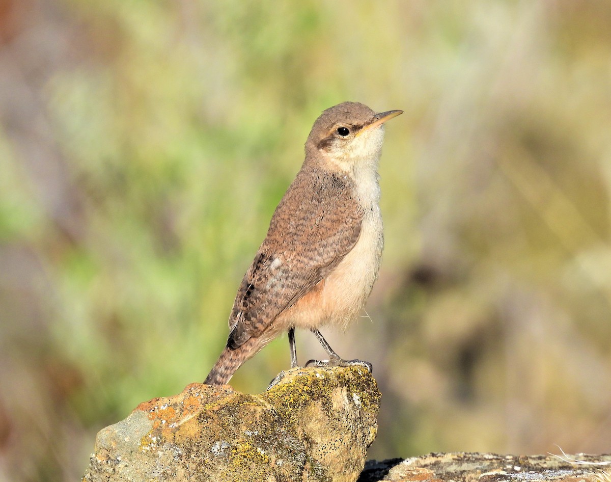 Rock Wren - Jan Thom