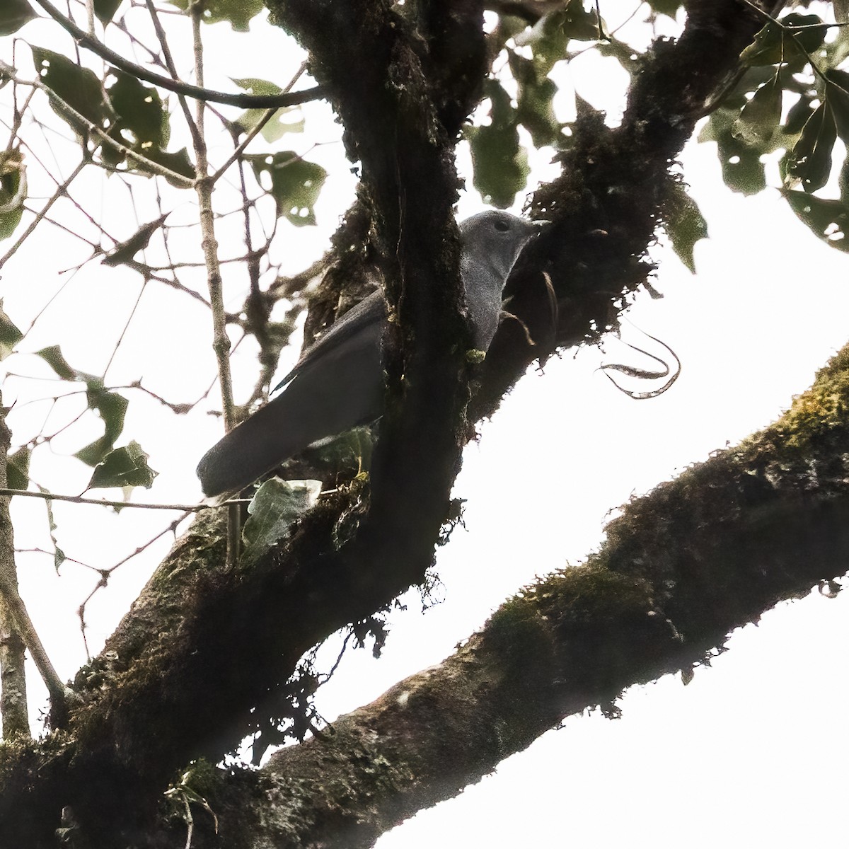 Gray Cuckooshrike - ML474124941